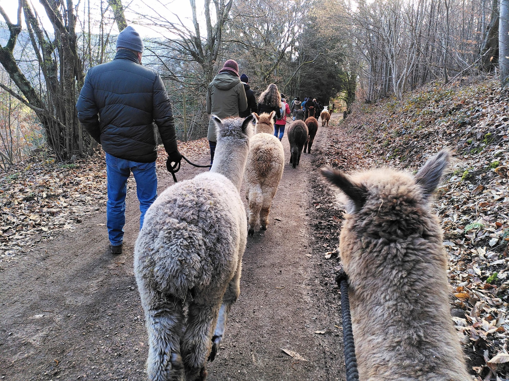 Mehrere Menschen führen Alpakas an der Leine einen Waldweg entlang