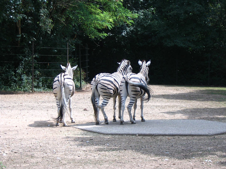 Datei:Zebras.jpg