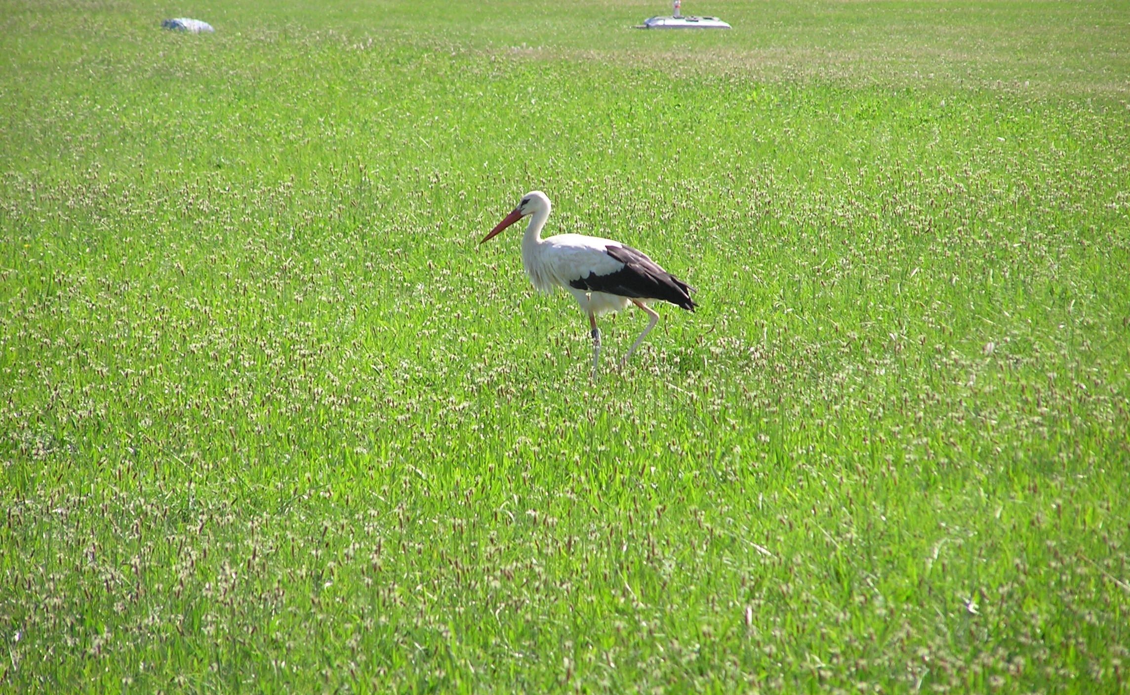 Storch in Walldorf