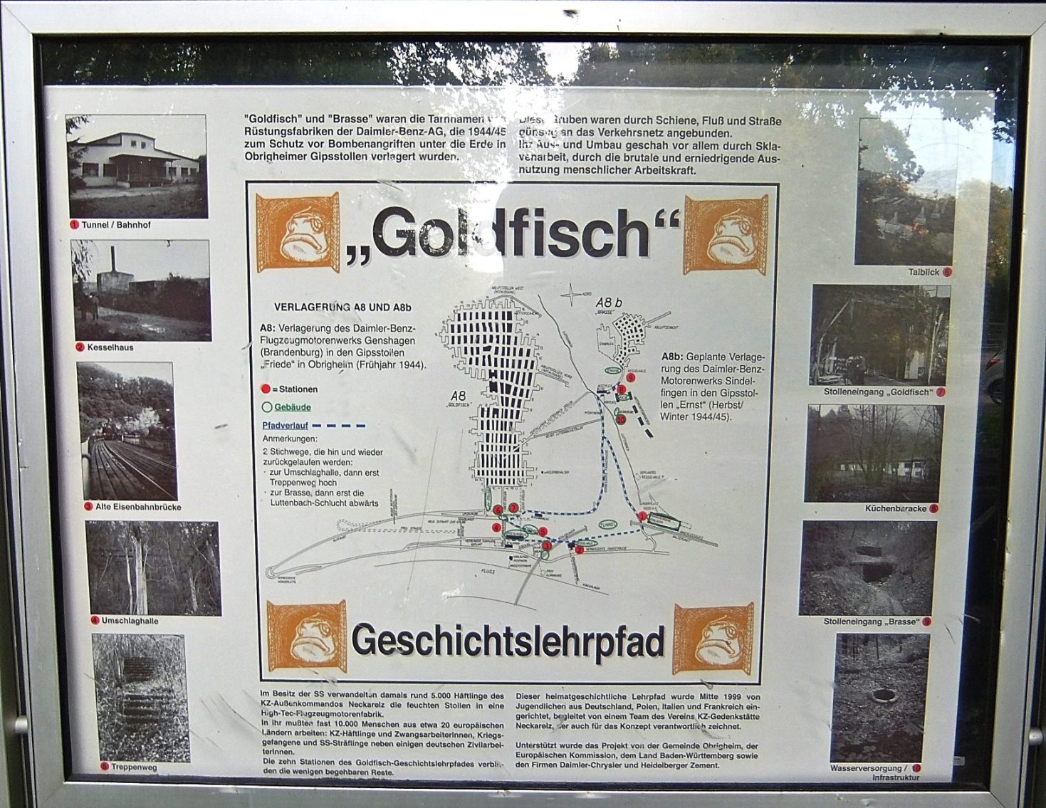 Datei:Goldfisch Obrigheim 13.JPG