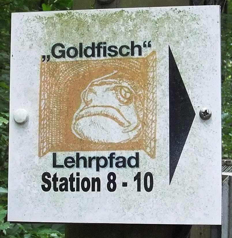 Datei:Goldfisch Obrigheim 02.JPG