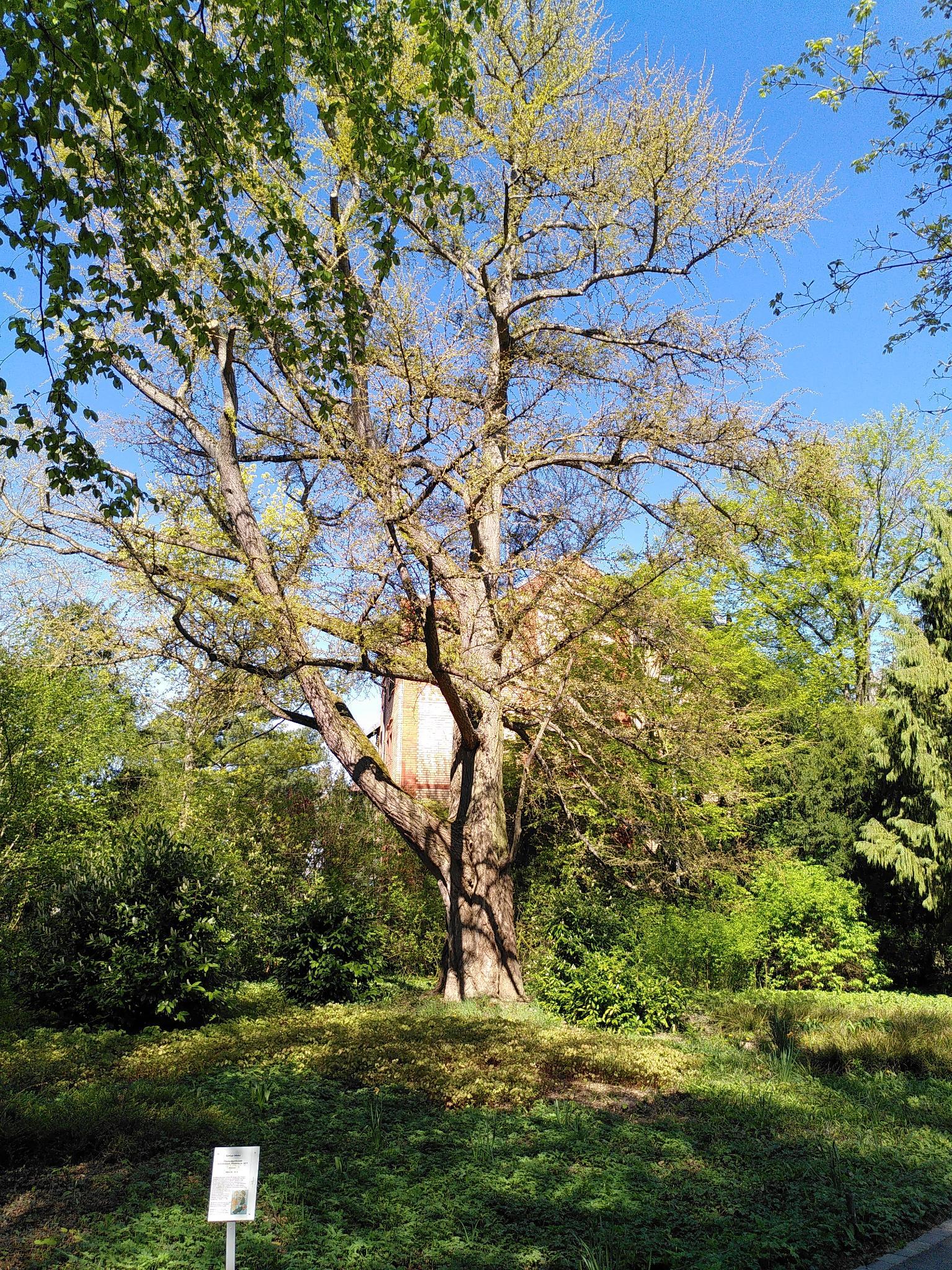Der älteste Baum im Park aus dem Jahr 1872