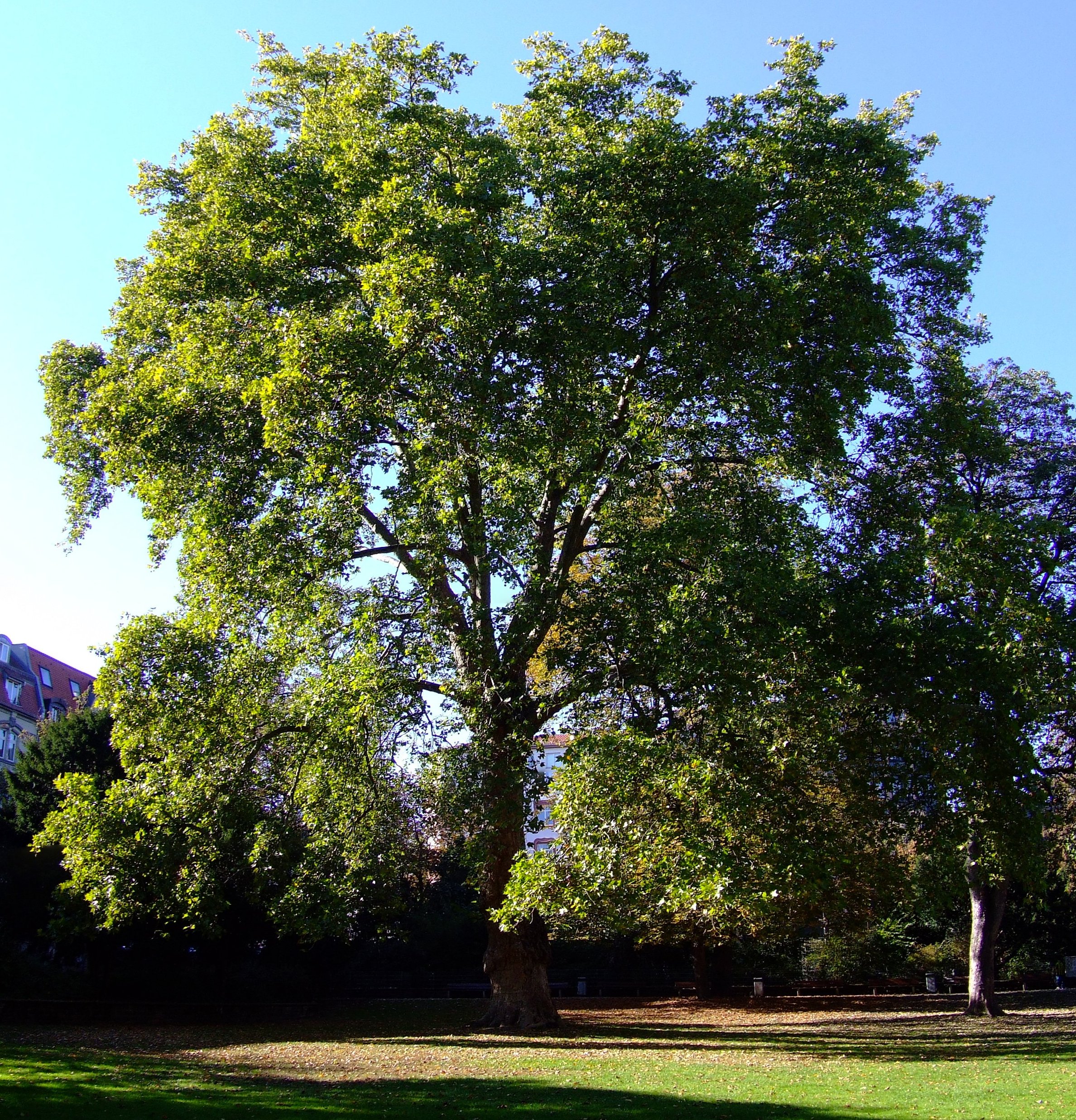 Baum in den Lauerschen Gärten in Mannheim, M6