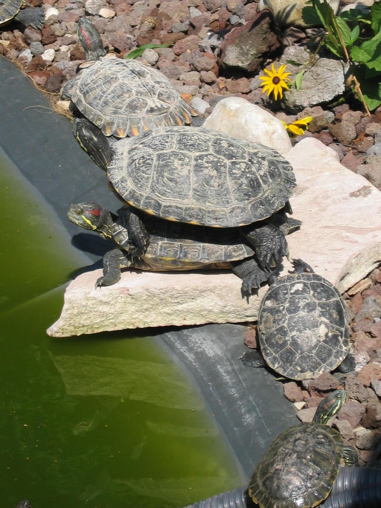 Datei:Tierpark Schildkröte.jpg