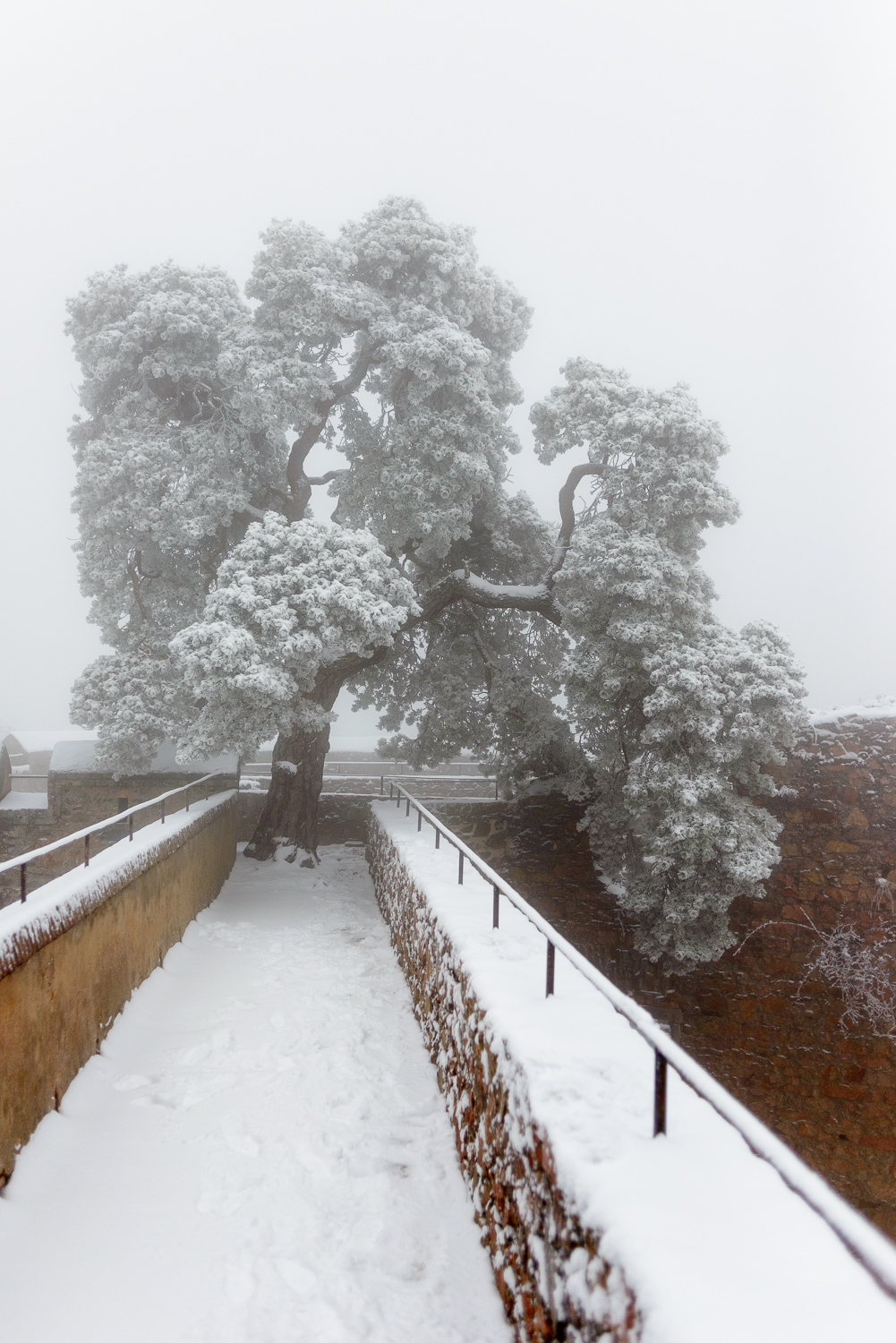 Schloss-Auerbach-Kiefer-Winter.jpg