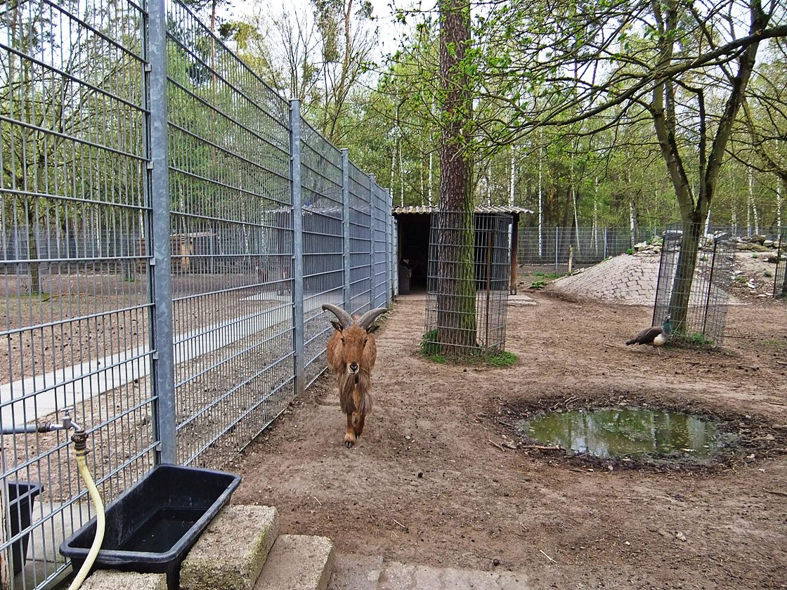 Datei:Tierpark Walldorf 09.JPG