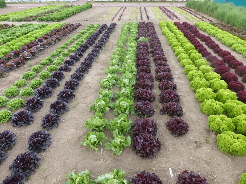 Datei:LGS Landau Pfalzmarkt 2.JPG