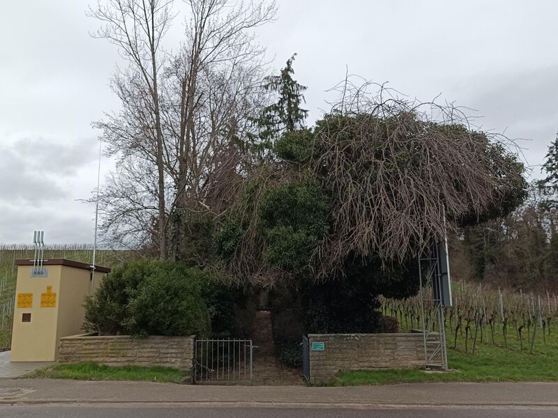 Datei:Jüdischer Friedhof Herxheim 5.jpeg