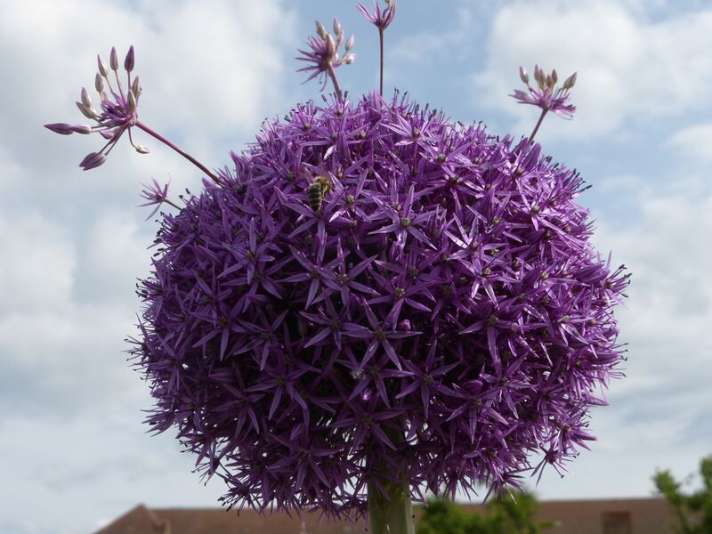 Datei:LGS Landau Dahlie 2.JPG