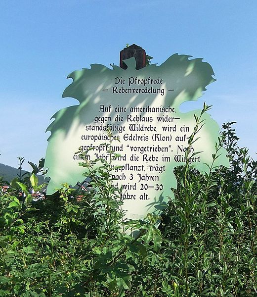 Datei:Weinlehrpfad Edenkoben 33.JPG