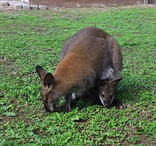 Datei:Vogelpark Reilingen 10.JPG