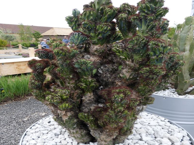 Datei:LGS Landau Kakteenland 3.JPG