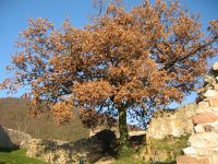 Burgruine Schauenburg in Dossenheim