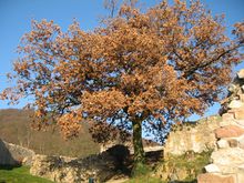 Burgruine Schauenburg