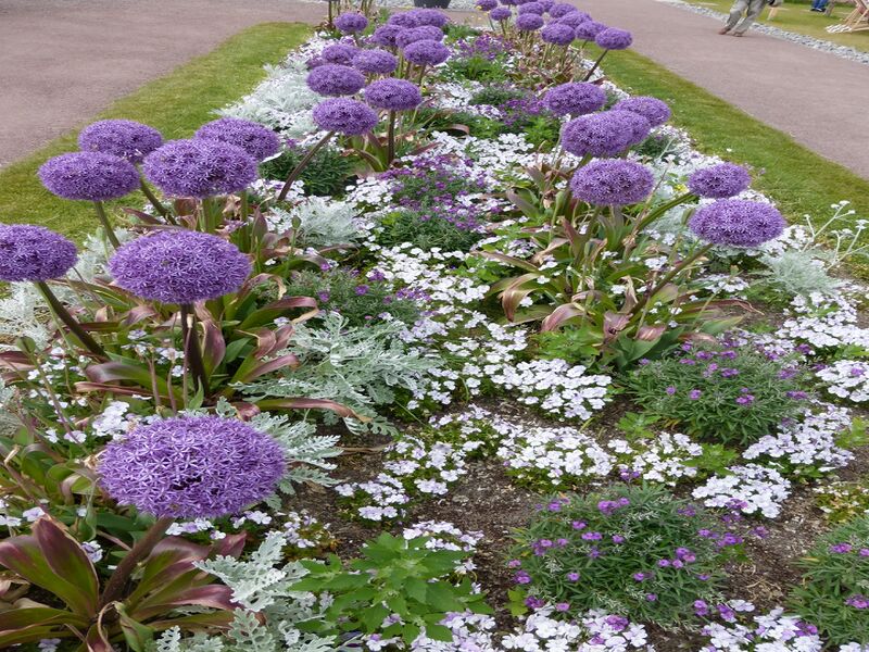 Datei:LGS Landau Dahlie 4.JPG