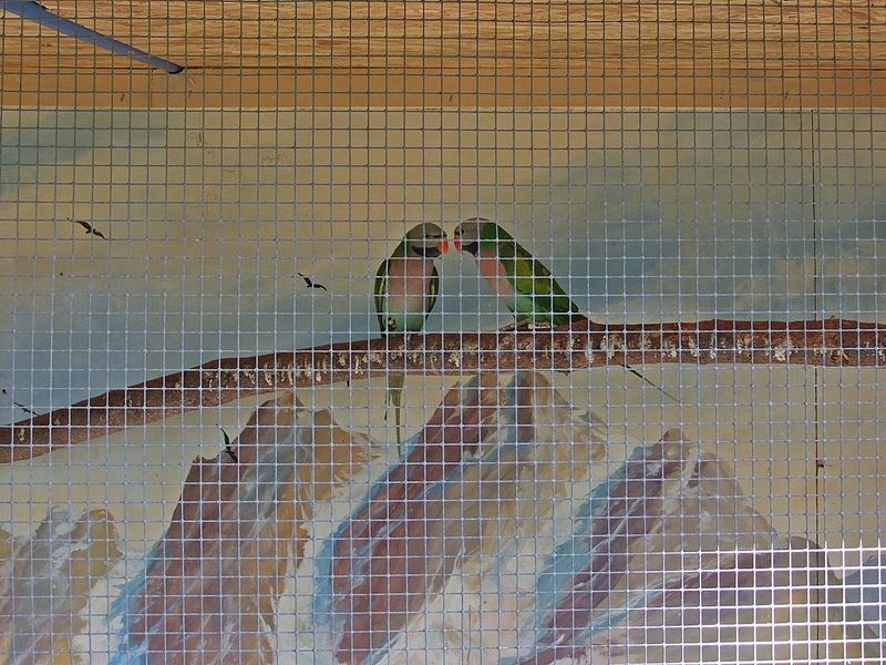 Datei:Vogelpark Altlussheim 04.JPG